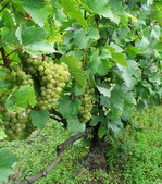 Vendange 2006 Harvest champagne chardonnay